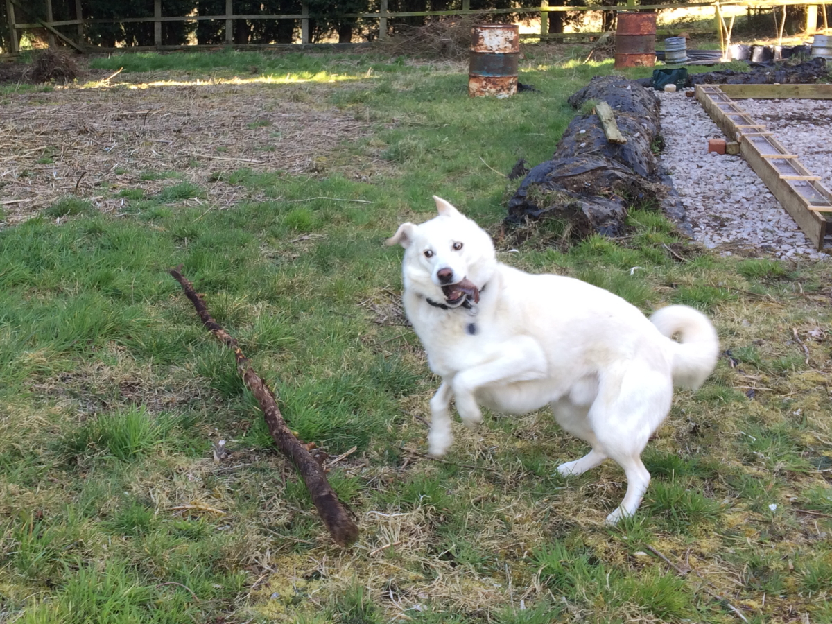 Cody with stick