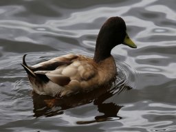 knypersley-ducka