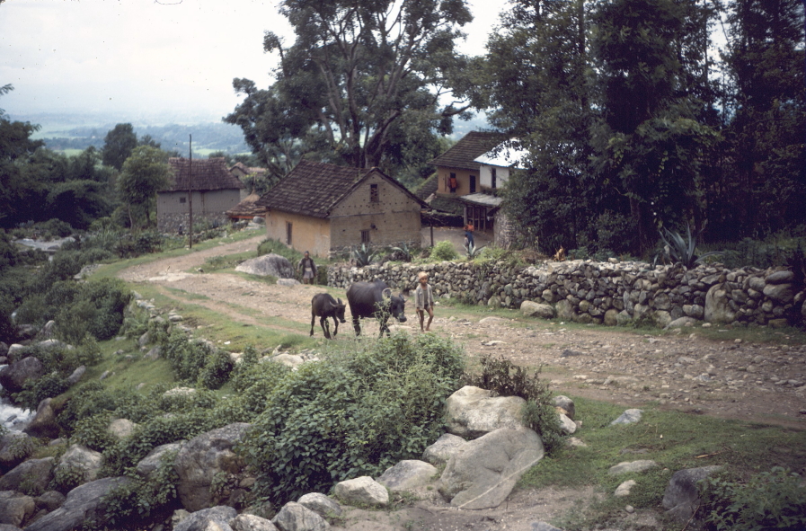 oxen with boy walking on road through villiage