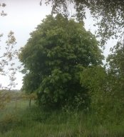Andy&#039;s Tree