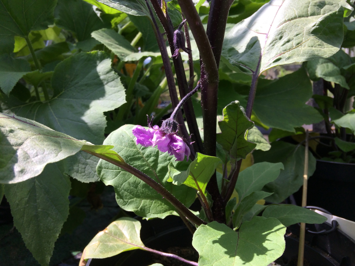 Aubergine in flower