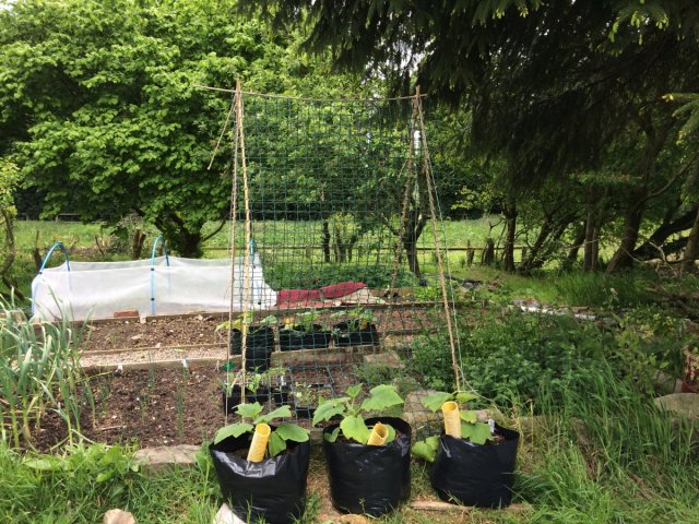 Squashes in containers