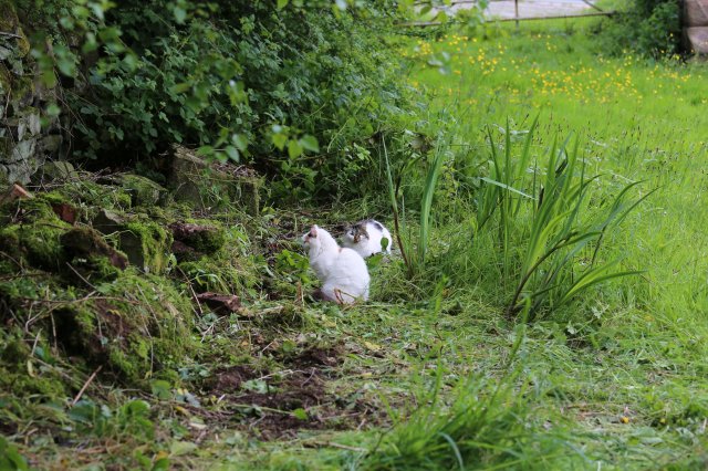 Cat watching for mice