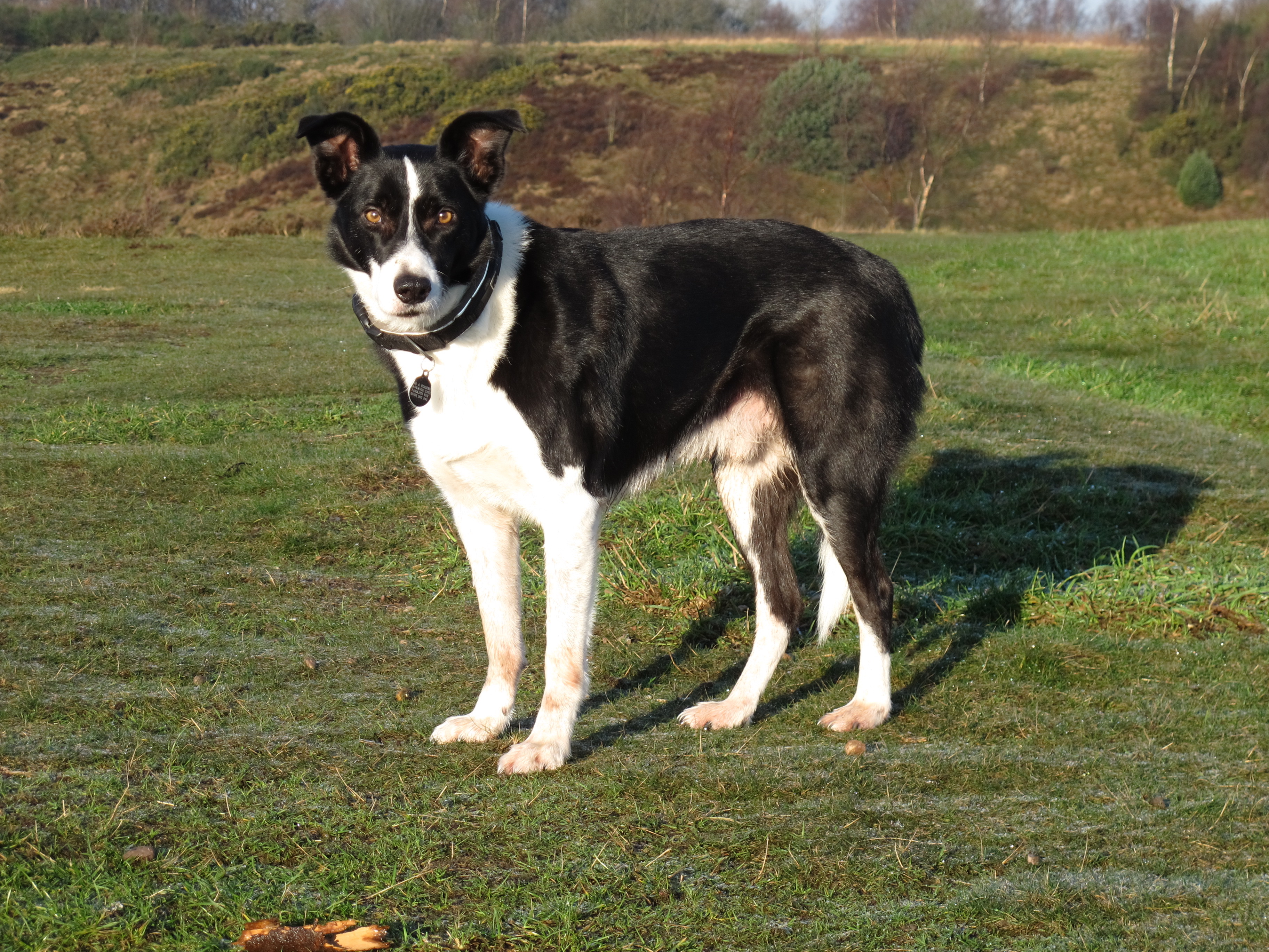 Flash a short haired Collie