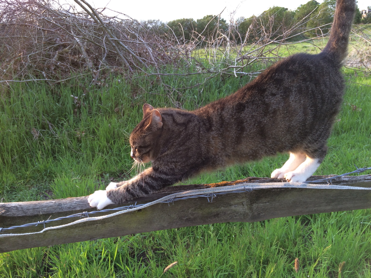 Mrs Cat on the fence