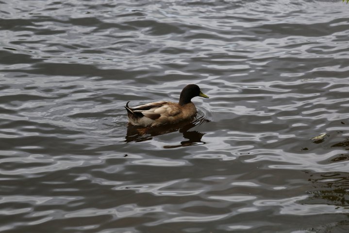 Duck on lake