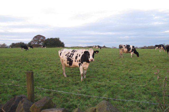 Picture of cow in a field