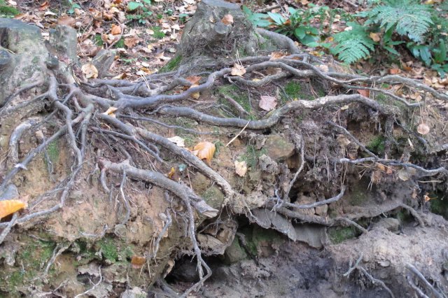 Tree Roots