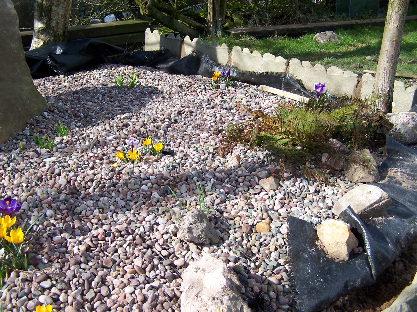 A few crocus and ferns in the gravel garden