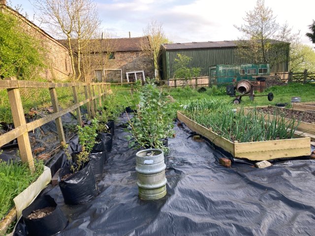 Fruit bushes in pots and raised bed of onions with farm buildings in background