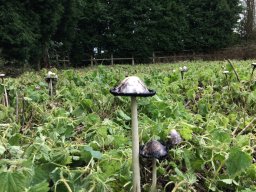 Arena-shaggy-ink-cap5-2019