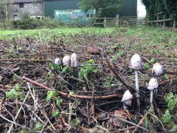 Arena-shaggy-ink-cap6-2019