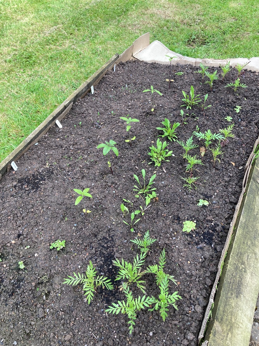 seedlings in the no dig bed