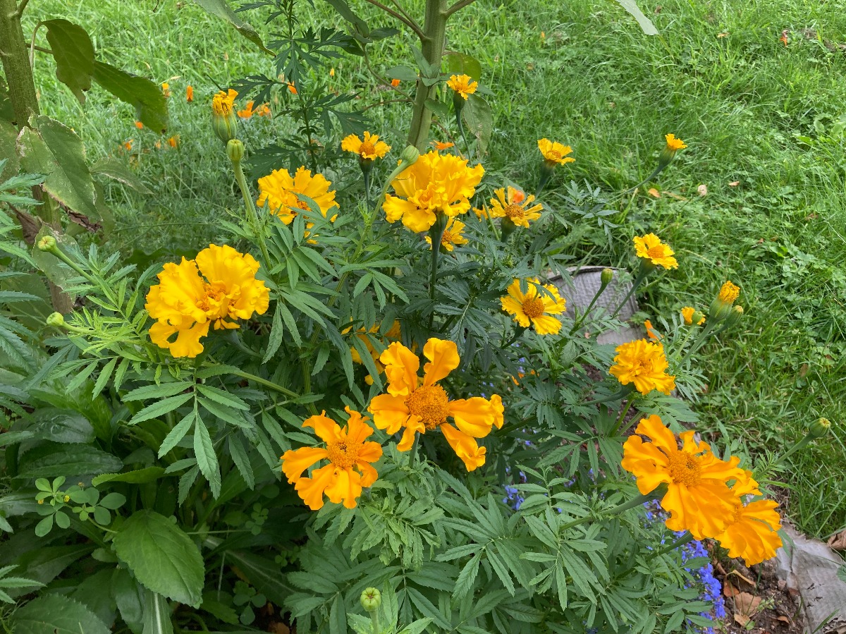 clump of golden marigolds