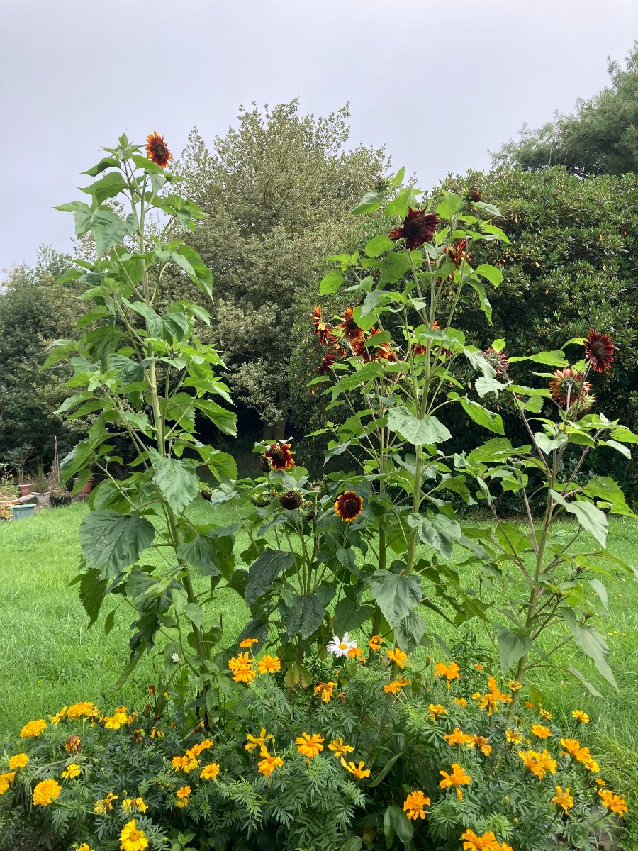 Marigolds and red sunflowers