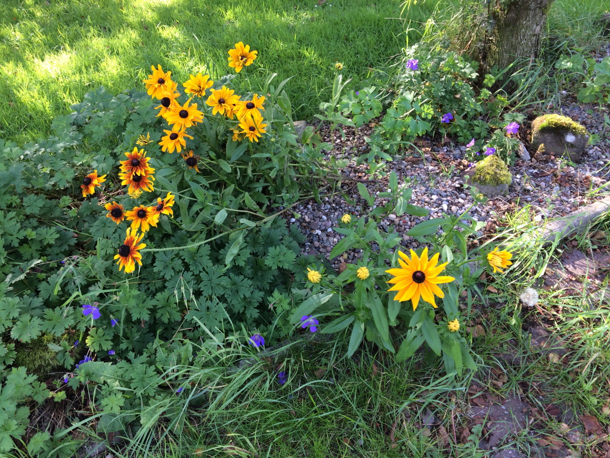 flowers from seed