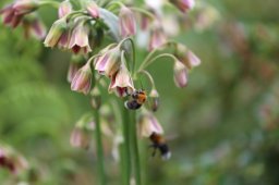 Garden-Bees