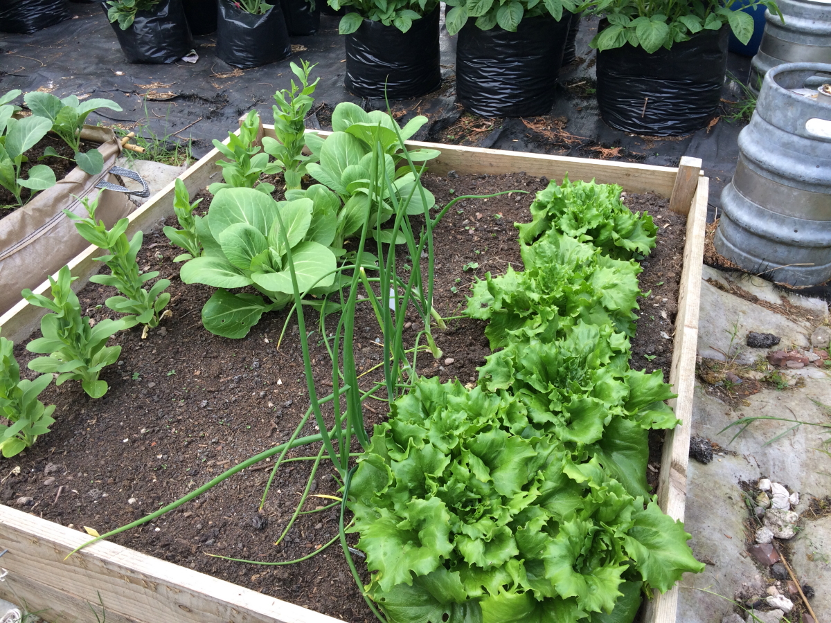 Raised bed with lettuce, Chinese cabbage and spring onions