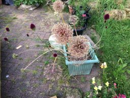 Summer-flowers20-July2021