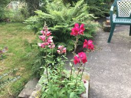 Summer-flowers23-July2021