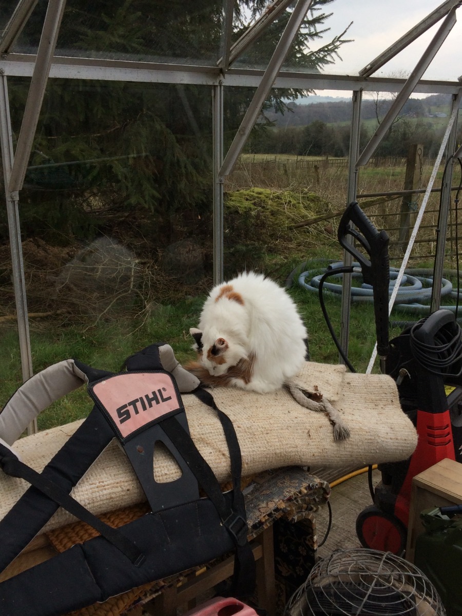 greenhouse full of household items and a cat