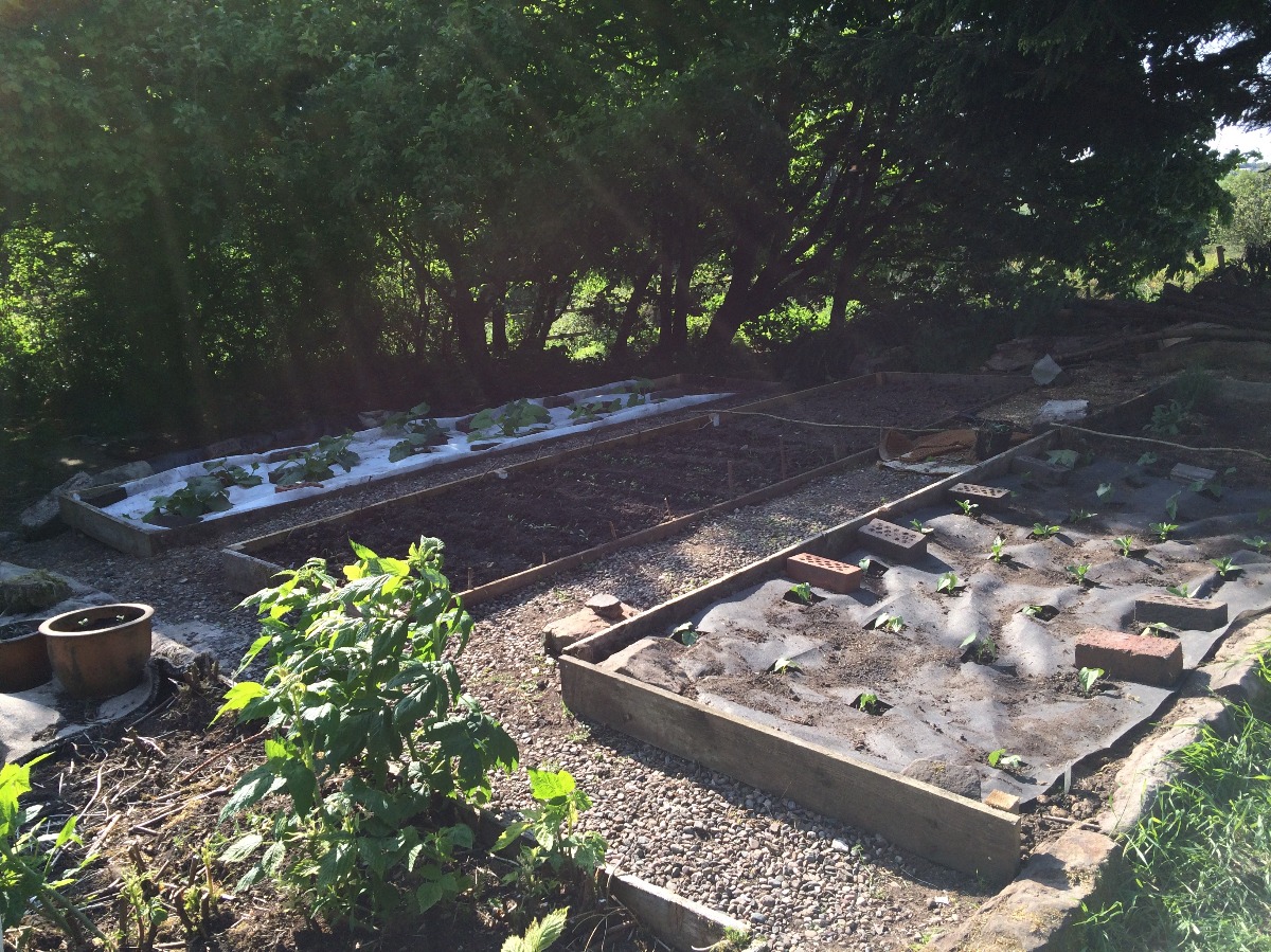 Vegetable garden beds edged with boards and gravel paths