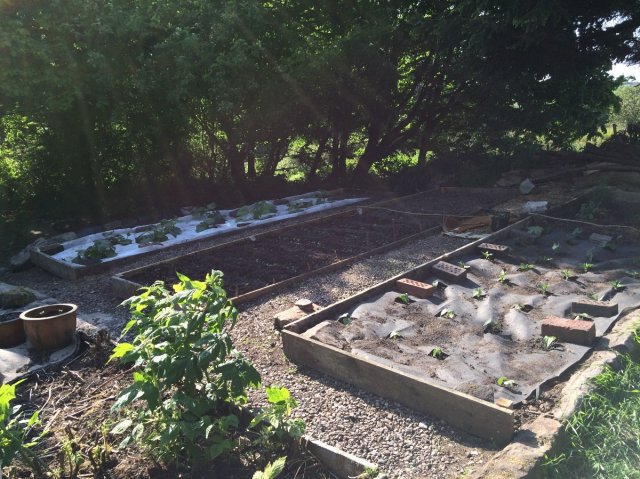 Vegetable garden beds edged with boards and gravel paths