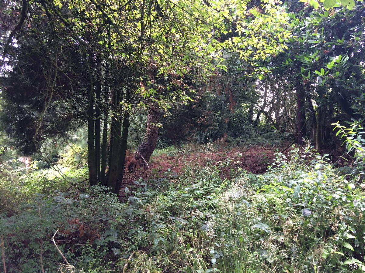 Tree shaded section of garden with brush and scrub left for wildlife