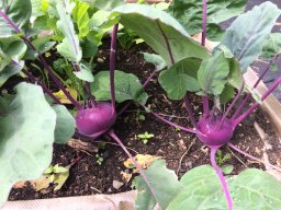 Vegetable garden