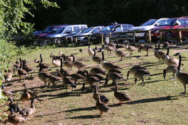 Flock of geese near the car park at Knypersley lake car park