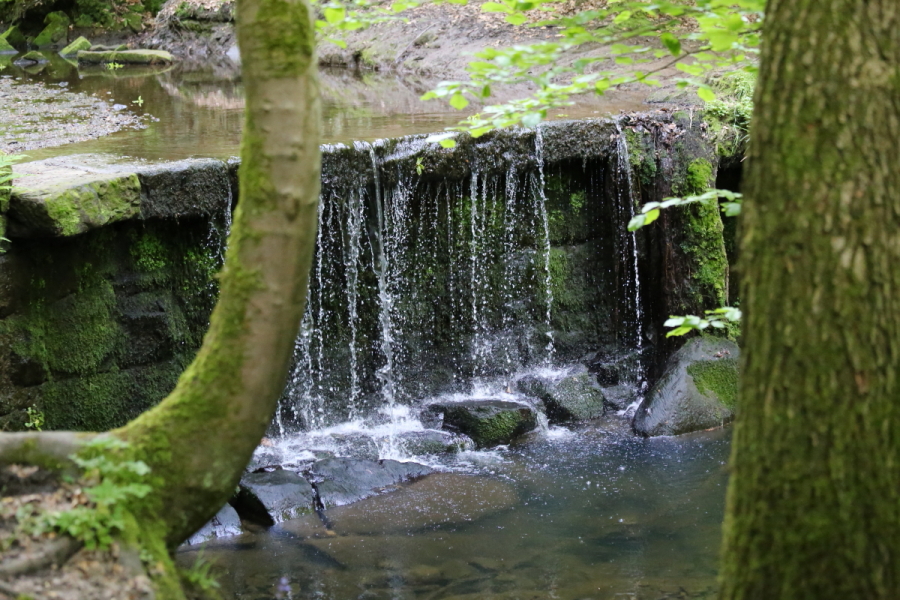 In the woods. Small weir on stream which flows into the river Trent