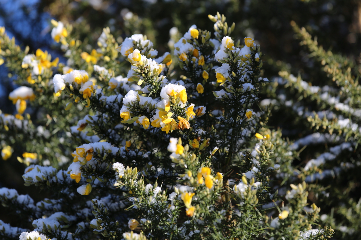 Gorse flowers in the snow