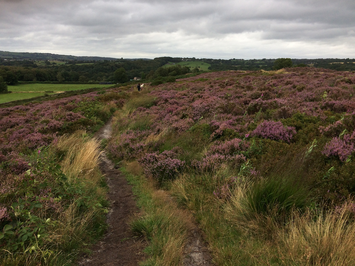 Hillside of purple heather