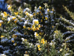 gorseflower-in-snow