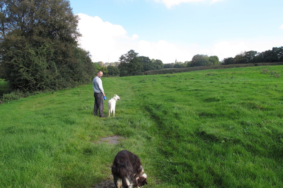 Walking along grassy path through field with two dogs