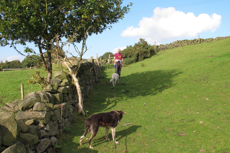 Walking up path through field with two dogs