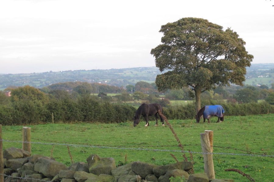 Two horses grazing