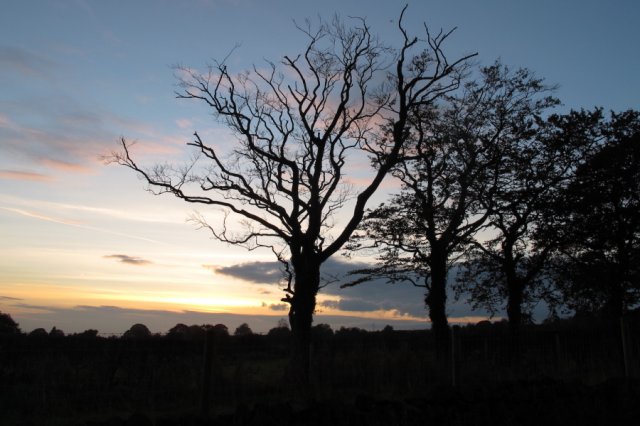 Tree silhouetted in sunset