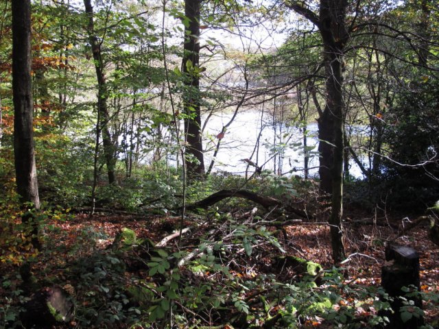 Glimpse of lake through trees