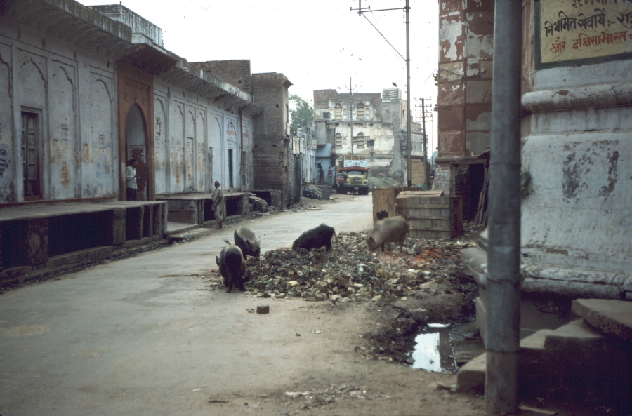 Early morning Agra Street pigs eating scraps