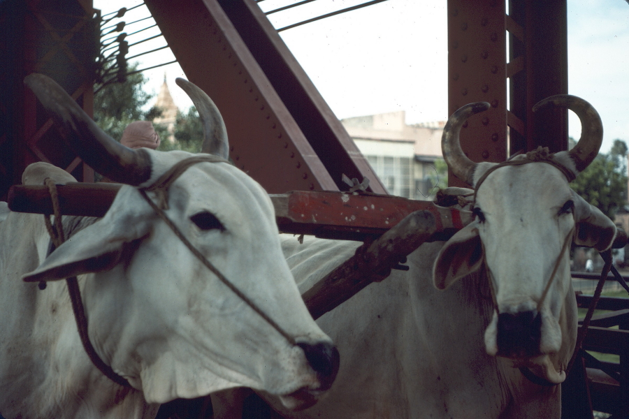 Oxen traffic on bridge