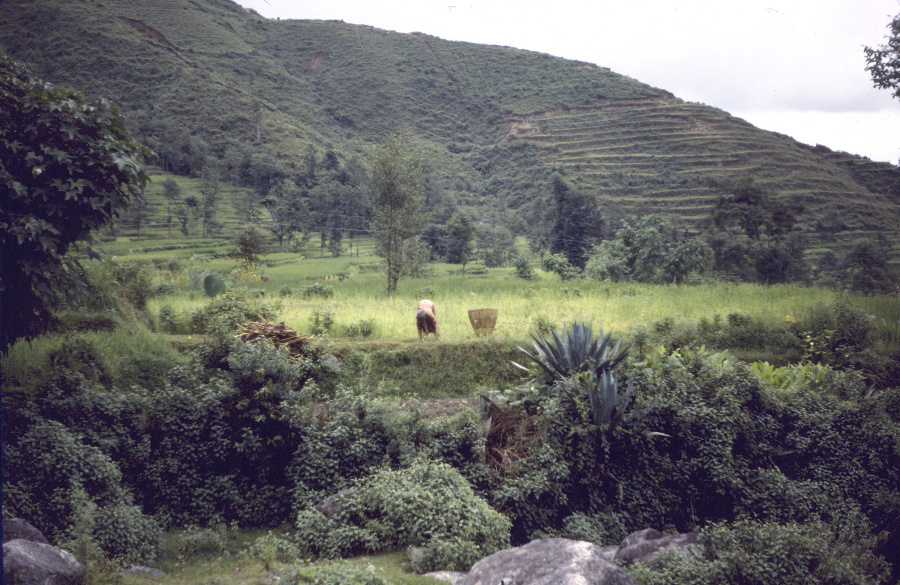 Working in the fields