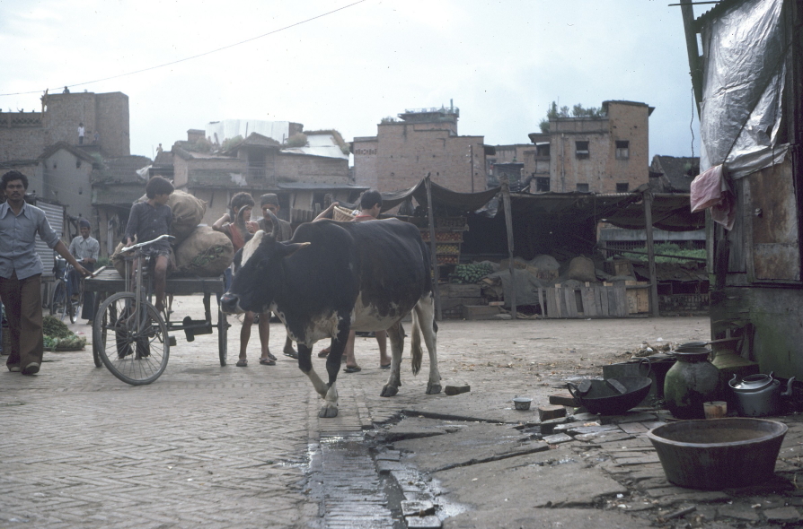 Cow wandering in the street