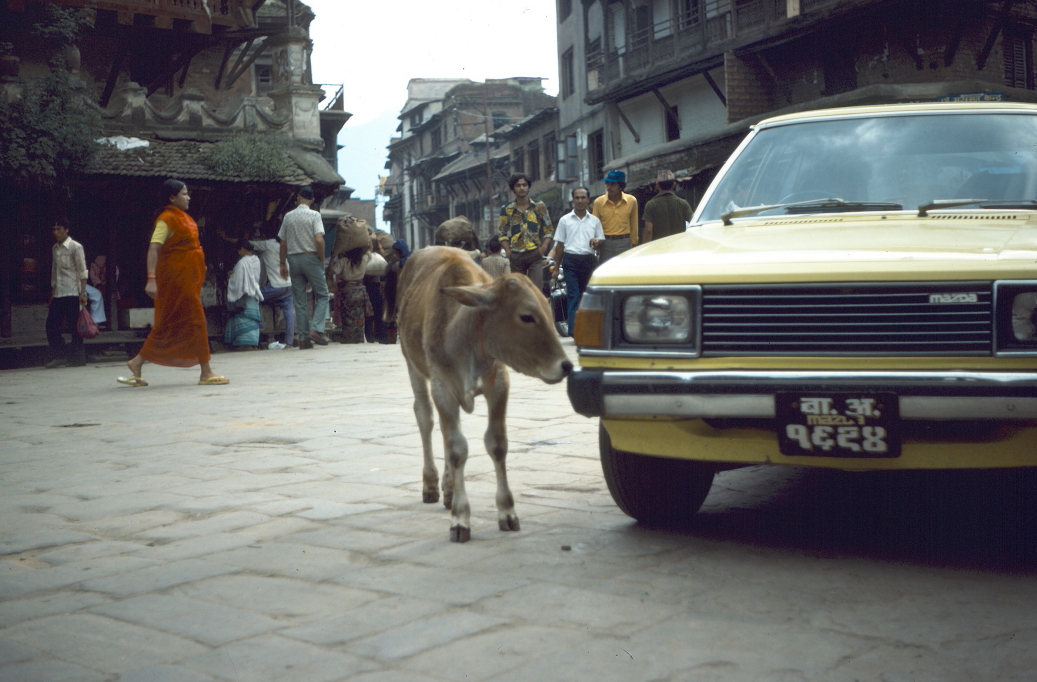 Calf investigating a car