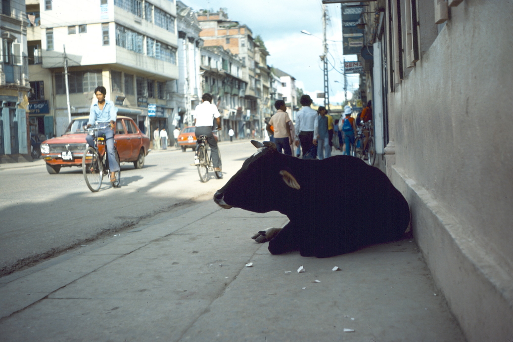 cow resting in shade in one of the main streets