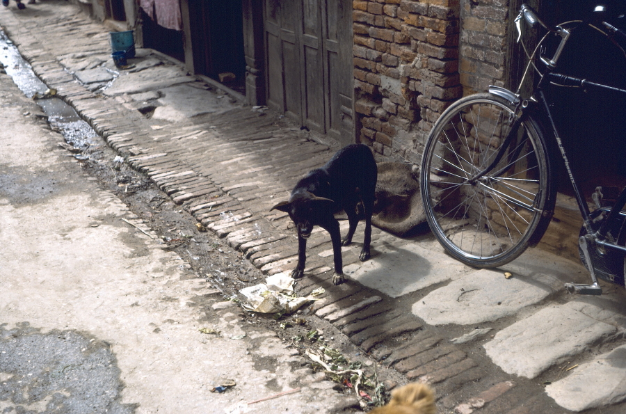 dog and bicycle