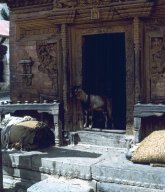 N1-Pashupatinath-008