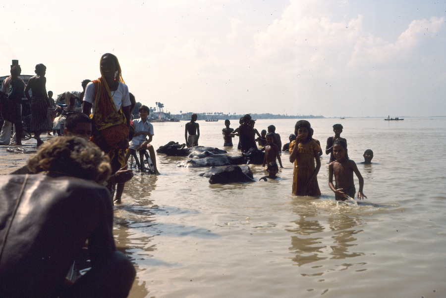 People and bufallos bathing in the Ganges