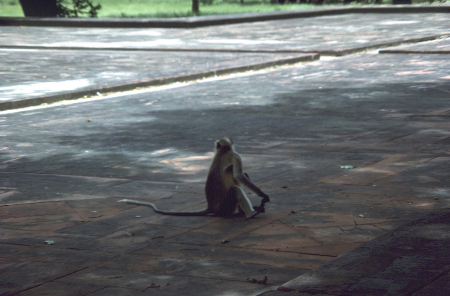 Monkey in Sikandra Mausoleum