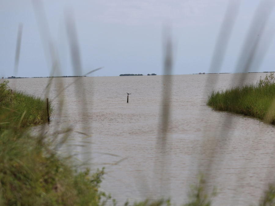 Image through grass over lagoon at Blue Goose Trail Louisianna